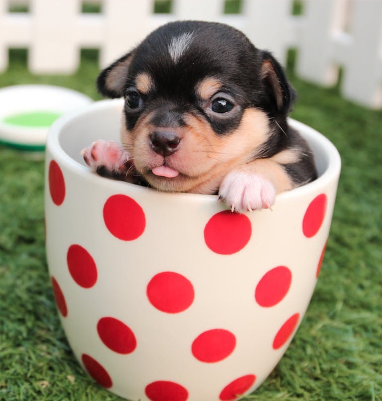Cute puppy in polka dot cup.